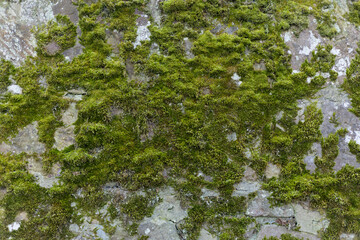 Weathered Stone Wall with Lichen and Moss GRowing on the Surface