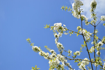A bright blue sky backdrop features the delicate white blooms of a flowering tree.