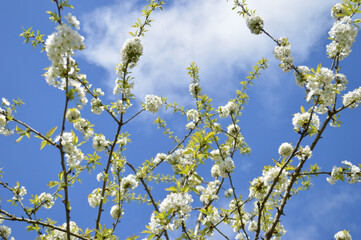 A close-up of delicate white cherry blossoms bloom against a bright blue sky.