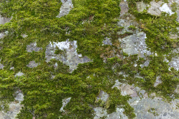 Weathered Stone Wall with Lichen and Moss GRowing on the Surface
