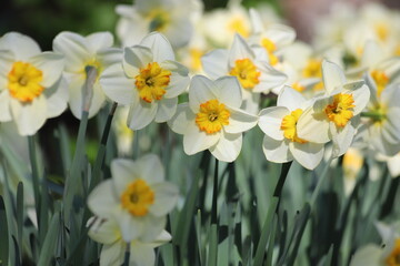 Fototapeta premium White Daffodils in a sunny spring garden.