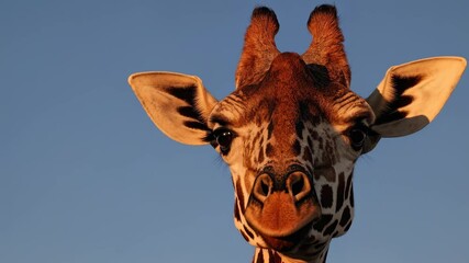 Giraffe portrait blue sky background exploring individuality resilience optimism animal uniqueness standing tall wildlife perspective