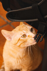 European orange cat playing with a suitcase.