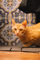 European orange cat playing on a terrace