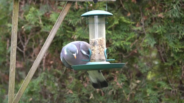 wood pigeon at the feeder