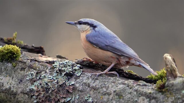 Eurasian Nuthatch (Sitta europaea) Feeding and Foraging in Forest Close-up