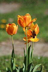 red yellow tulips