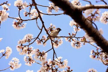 Obraz premium cherry blossom in spring