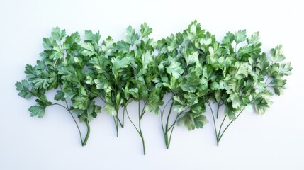 Obraz premium Fresh parsley sprigs arranged in a horizontal line