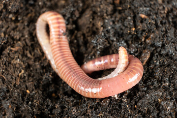 Macro of Live Earthworm Beneficial for Gardening