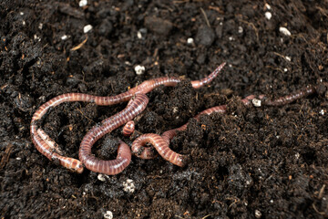 Group of Earthworms Crawling on Moist Soil