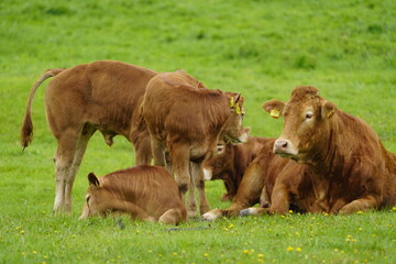 Fototapeta premium The Limousin cattle breed originates from the Limousin region of the same name in central France. Leinewiesen Hanover, Germany.