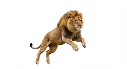 Powerful lion jumping isolated