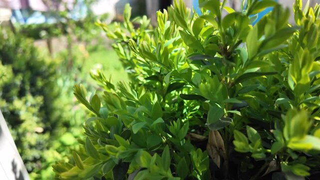 boxwood in the sun. green leaves in the sun. shadow and light on the branches. laurel tree. boxwood bush.