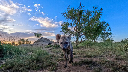 Fototapeta premium Kruger National Park in South Africa allows you to observe a variety of wild animals very closely, providing a unique African experience