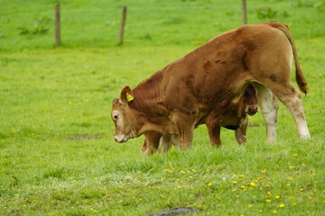 The Limousin cattle breed originates from the Limousin region of the same name in central France. Leinewiesen Hanover, Germany.