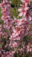 Blooming almond tree branches with soft pink flowers against a natural background. Spring floral scene symbolizing renewal, beauty and nature's awakening. 