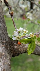 Ladybug on an apple tree branch near pink blossoms. Spring scene with insect in natural...