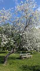 Spring garden with blooming cherry tree and wooden bench underneath. Bright day, blue sky and natural beauty. Vertical photo perfect for seasonal themes, backgrounds, or nature relaxation concepts.