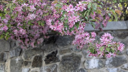 Horizontal photo of a blooming pink apple tree in a spring garden. Bright pink blossoms on branches, soft light, greenery in the background. Spring atmosphere, floral inspiration. 