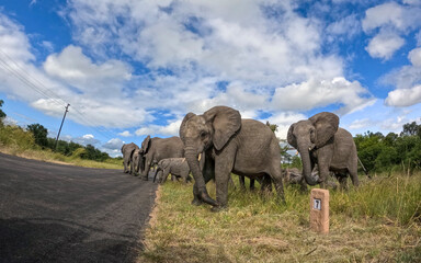 Obraz premium Kruger National Park in South Africa allows you to observe a variety of wild animals very closely, providing a unique African experience
