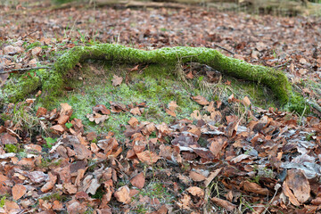 Green Moss Covered Tree Root Above Woodland Floor and surrounded by Brown Autumn Leaves