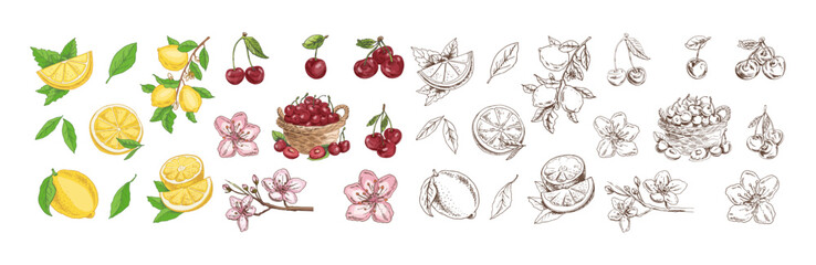 Hand drawn vintage sketch of cherry, lemon and blossom flowers in color and monochrome vector set