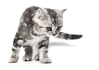 Obraz premium Tabby kitten looking down and hunting while playing isolated on white background. Cute little British cat posing for portrait side view. Playful grey kitten having fun in studio at camera