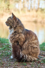 Close-up of a beautiful cat sitting near the river in nature. Pets. Side view
