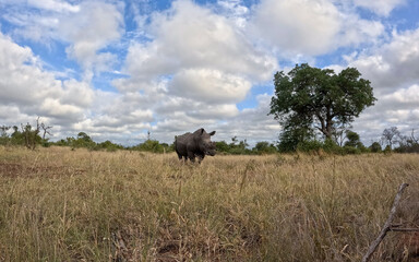 Kruger National Park in South Africa allows you to observe a variety of wild animals very closely,...