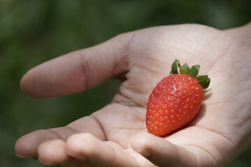 Woman Holding a Fresh Strawberry with Elegance and Simplicity