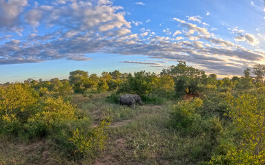 Fototapeta premium Kruger National Park in South Africa allows you to observe a variety of wild animals very closely, providing a unique African experience