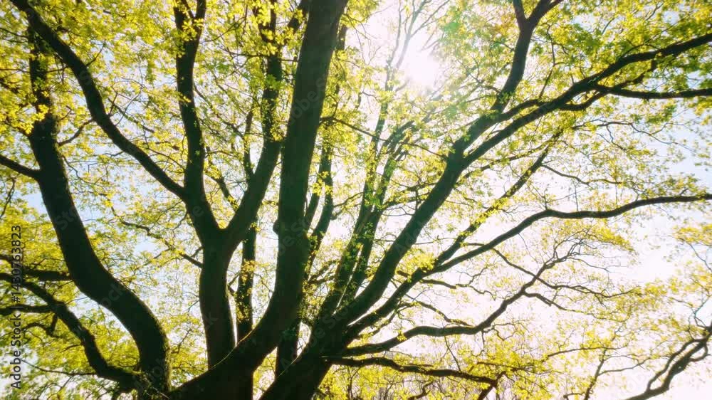 Aufkleber sunlight shines through the canopy of a large tree with fresh spring foliage, creating lens flare. c
