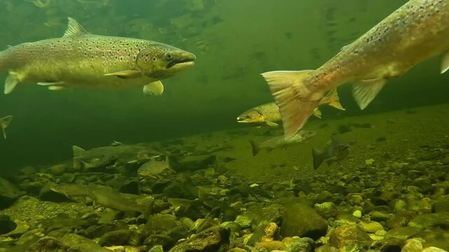 Wild Atlantic Salmon swimming in Dale River, Norway, underwater camera view.