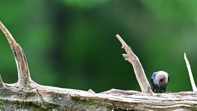 Male Brown-headed Cowbird finding food on a dead Cedar log in springtime