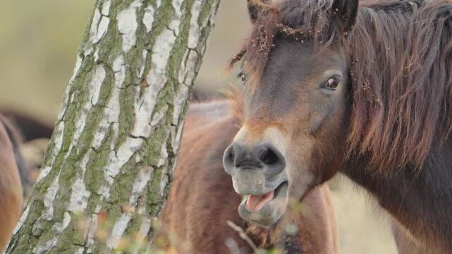 Close-up Portrait of a Wild Exmoor or Celtic Pony in Natural Habitat