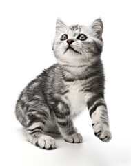 Playful kitten look up in act of jumping isolated on white background. Cute baby tabby kitten playing and swinging its paws. Kitty is standing on its hind legs having fun playing