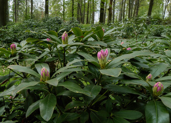 Blooming flowers of pink rhododendrons.