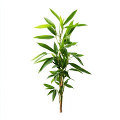 Fototapeta premium Bamboo plant with green leaves isolated on white background