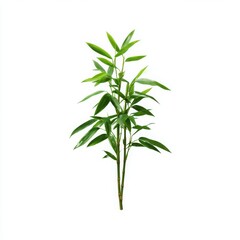 Fototapeta premium Bamboo plant with green leaves isolated on white background