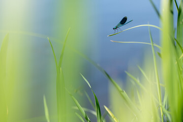 damselfly