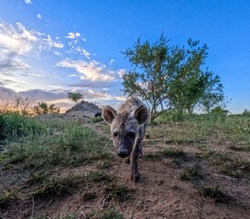 Kruger National Park in South Africa allows you to observe a variety of wild animals very closely, providing a unique African experience