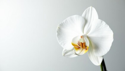 Obraz premium Delicate white orchid blossom against pure white background, blossom, serene