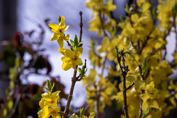 Beautiful yellow flowers of Forsythia in spring