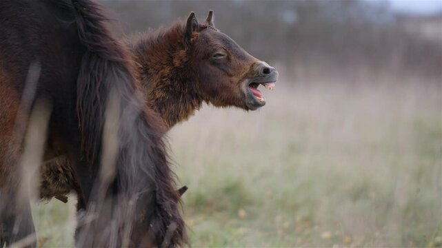 Portrait of a Wild Exmoor Foal Grazing in Natural Habitat
