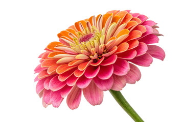 A beautiful red dahlia flower, isolated to showcase its vibrant bloom and delicate petals.