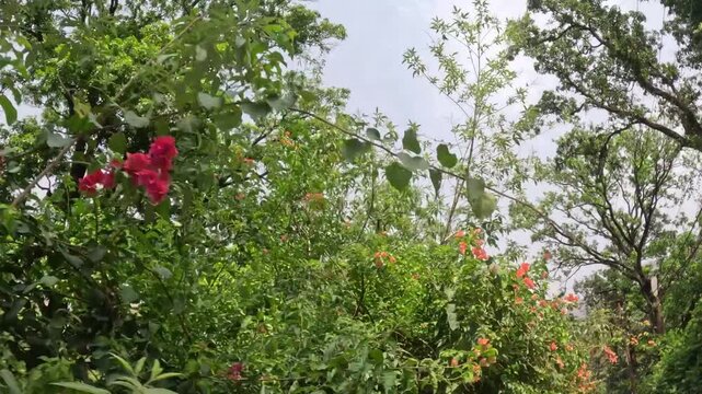 Green treetops and blooming bushes
