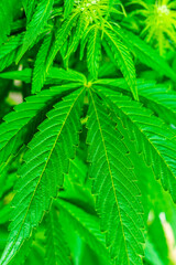 Cannabis leaves hemp or marijuana plant at outdoor cannabis farm field. Hemp plants used for CBD and health