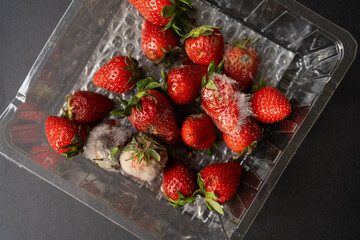 Rotten strawberries with large white fungal mold on a black background in a plastic patch.