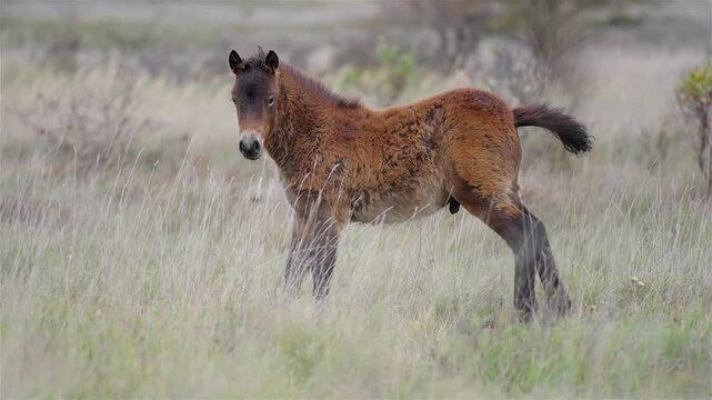 Wild Exmoor foal urinating on grass in natural habitat